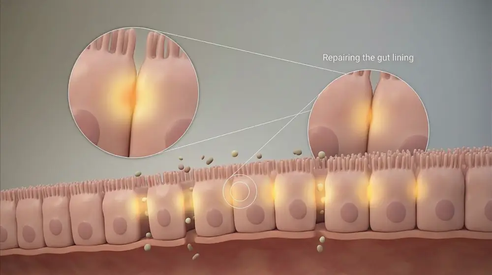 Repairing the gut lining