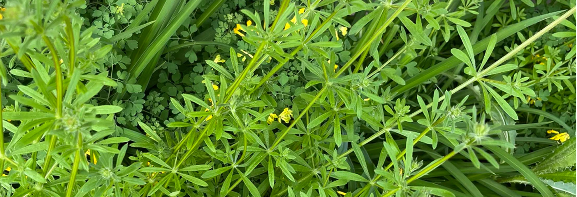 Close-up of green plants