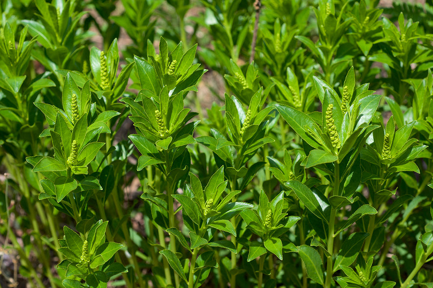 Close-up of green plants with small yellow flowers in a natural setting