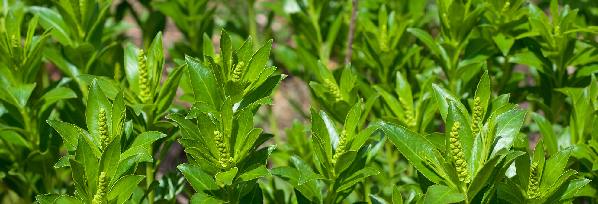Close-up of green plants