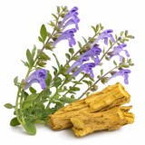 Chinese Skullcap