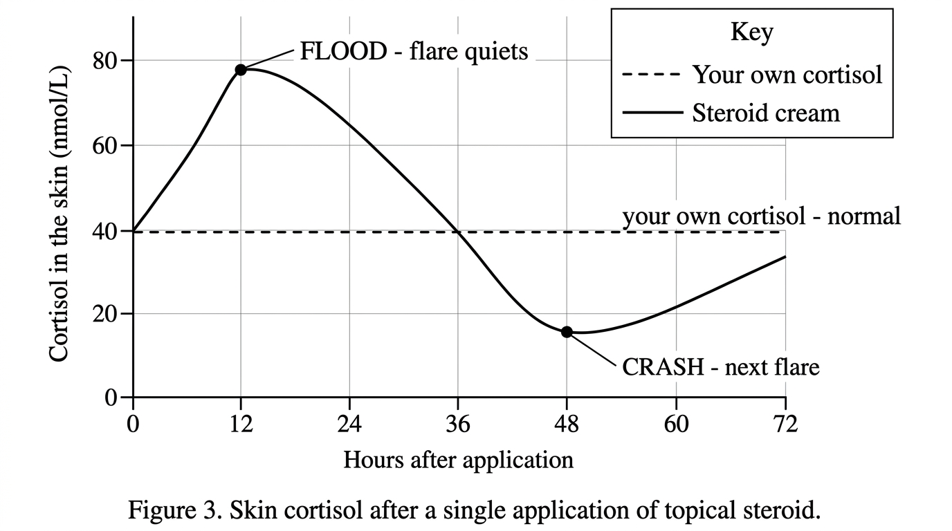 Figure 3. Skin cortisol after a single application of topical steroid, showing the flood then the crash