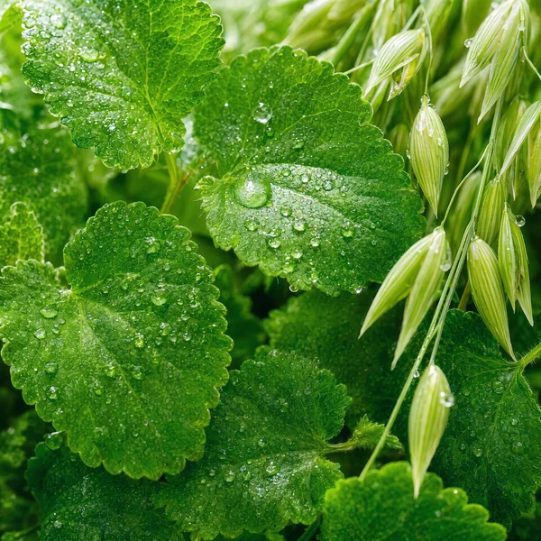 COLLOIDAL OATMEAL & SKULLCAP